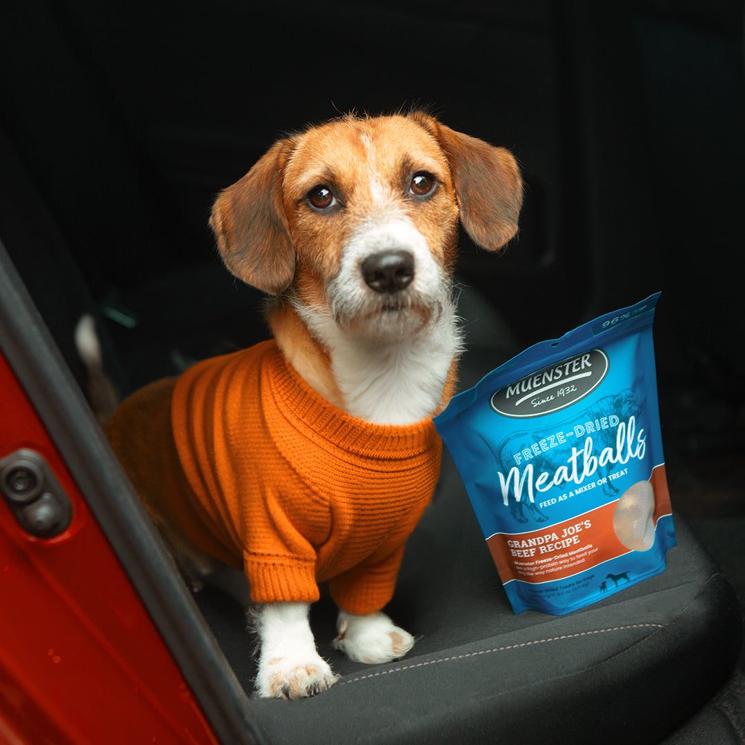 Delilah can't get enough of Grandpa Joe's meatballs! She needs them as a lil car snack. 