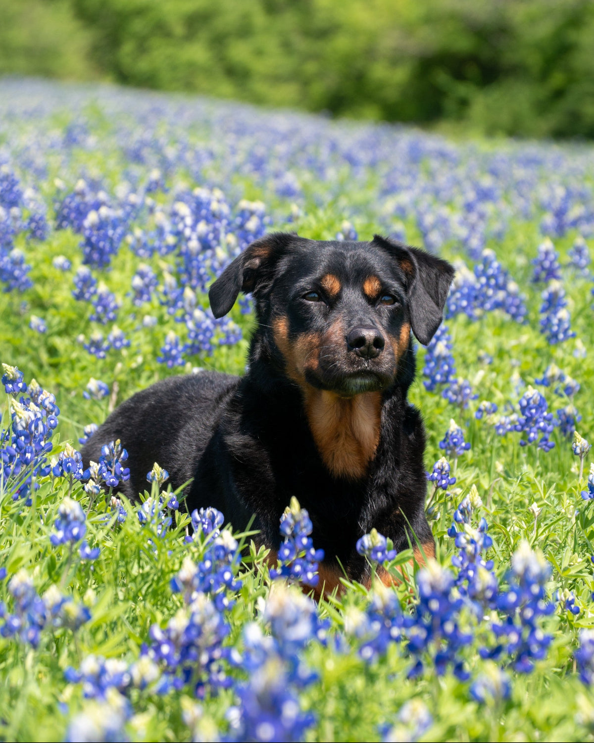 Stevie in a field of bluebonnets 